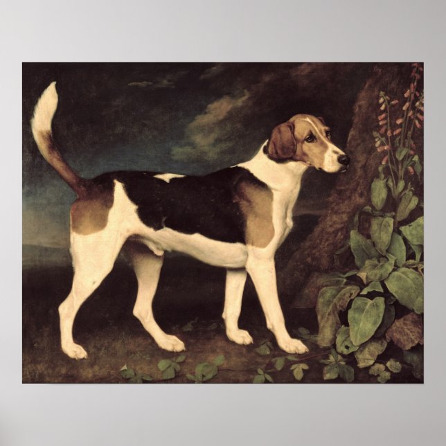 Póster Ringwood, un Brocklesby Foxhound, 1792 (Frente)
