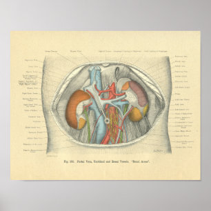 Póster Riñones del abdomen de la anatomía de Frohse del