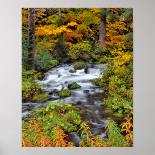 Póster Río a través del bosque, otoño, Oregón