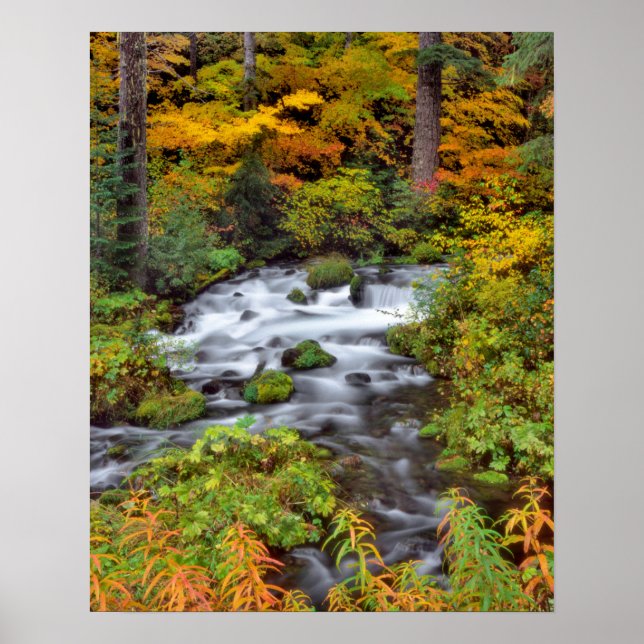 Póster Río a través del bosque, otoño, Oregón (Frente)