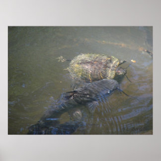 Póster Río Catfish and Turtle