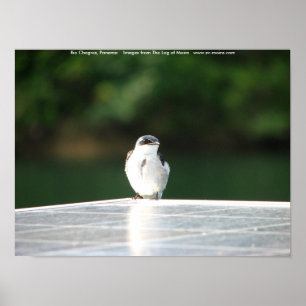 Póster Río Chagres, Panamá