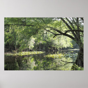 Póster Río de Cypress un poster -60x40 de la pieza - o