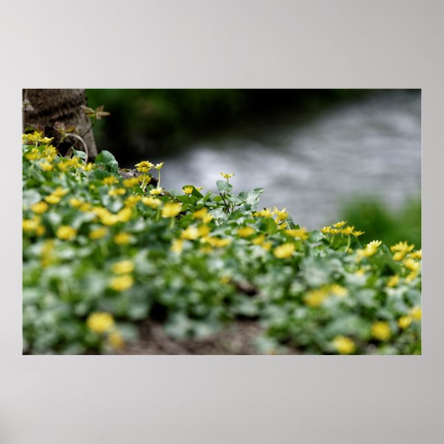 Póster río de flores amarillas (Frente)
