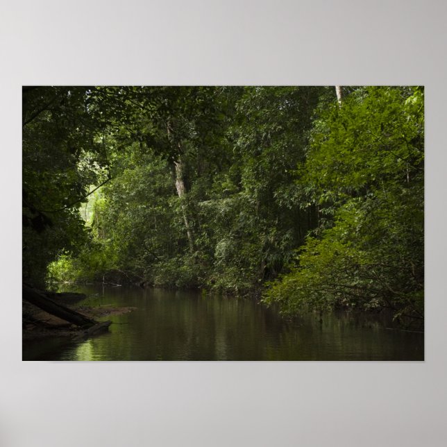 Póster Río Mapari, Mapari Rupununi, Guyana. (Frente)