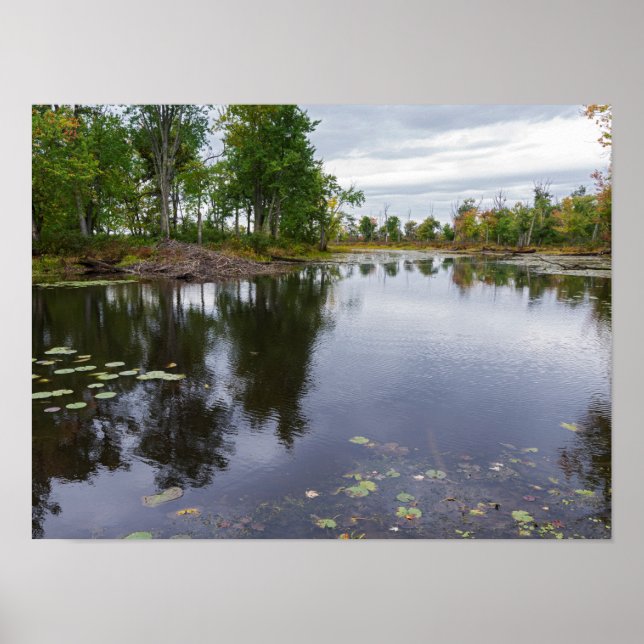 Póster río missisquoi a través de refugio de vida silvest (Frente)