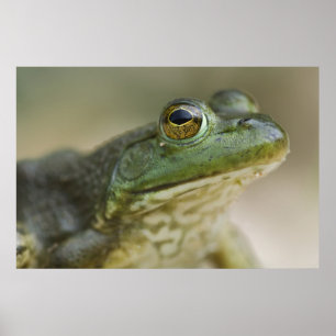 Póster Río Nacional de Bufalo, Arkansas del Noroeste