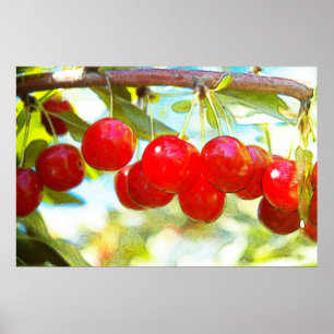 Póster Ripe Cherries