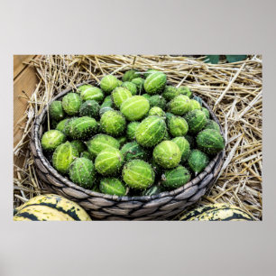 Póster Ripe Cucumis myriocarpus