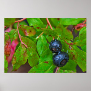 Póster Ripe huckleberries in a light rain
