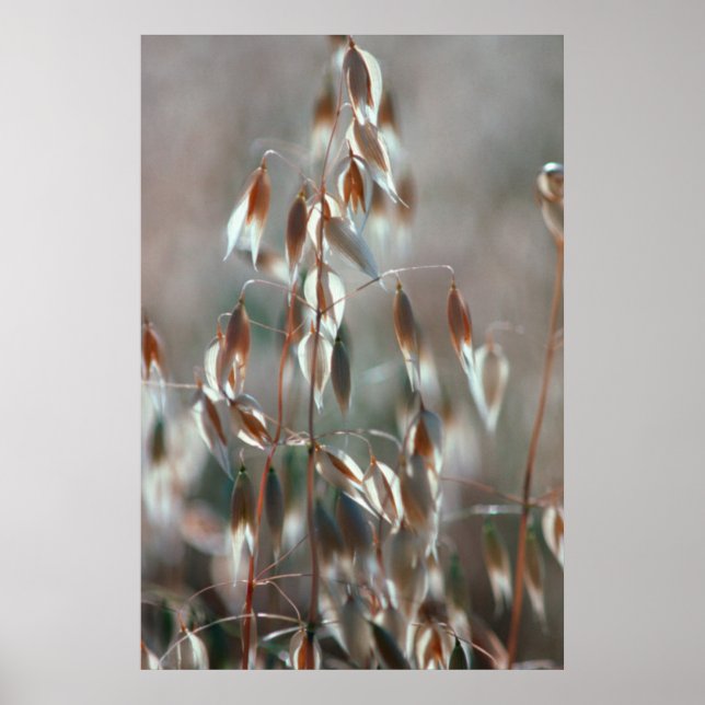 Póster Ripe Oats (Avena Sativa) Close Up. Ceres, Boland (Frente)