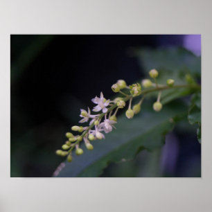 Póster Rivina humils