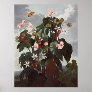 Póster RJ Thornton - Begonia de hojas oblicuas