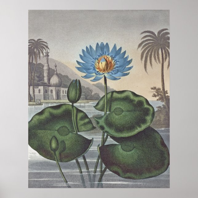 Póster RJ Thornton - El Blue Egyptian Water-Lily (Frente)
