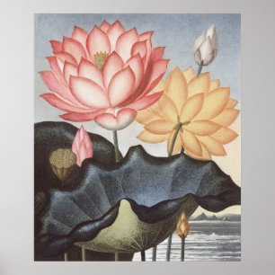 Póster RJ Thornton - El sagrado pan egipcio - Lotus
