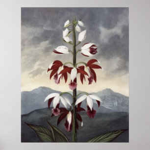Póster RJ Thornton - La orquídea de limbo china