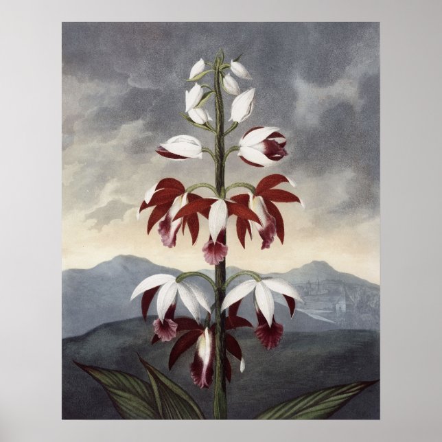 Póster RJ Thornton - La orquídea de limbo china (Frente)