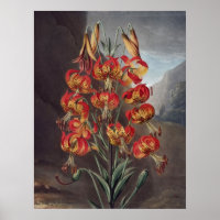 RJ Thornton - The Supurb Lily