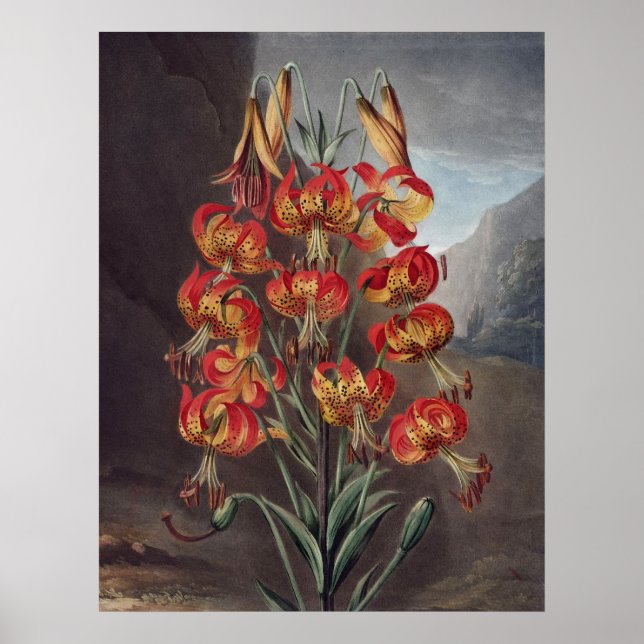 Póster RJ Thornton - The Supurb Lily (Frente)
