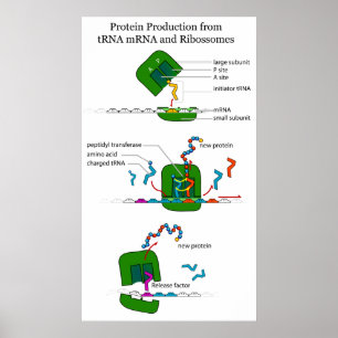 Póster RNAtRNA Ribosome Function in Protein Translation