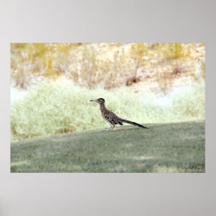 Póster roadrunner bird in the desert poster