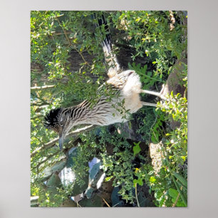 Póster Roadrunner en el paisaje de Arizona