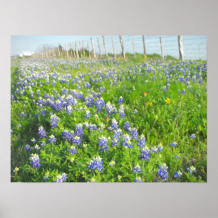 Póster Roadside Bluebonnets Print