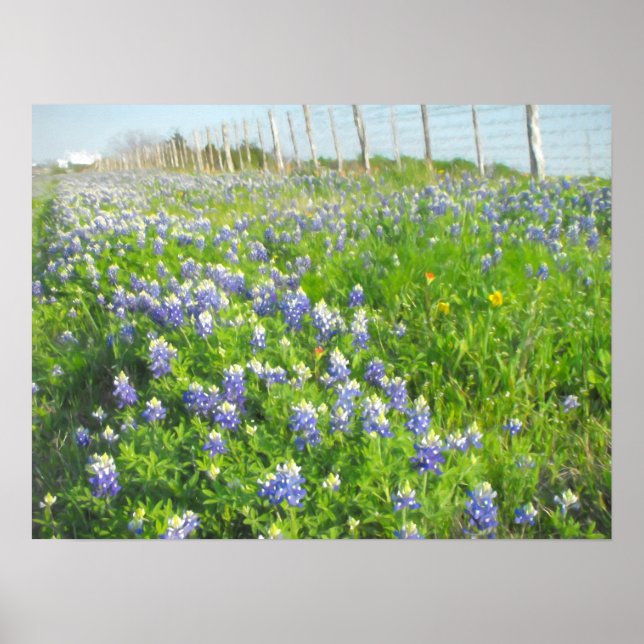 Póster Roadside Bluebonnets Print (Frente)