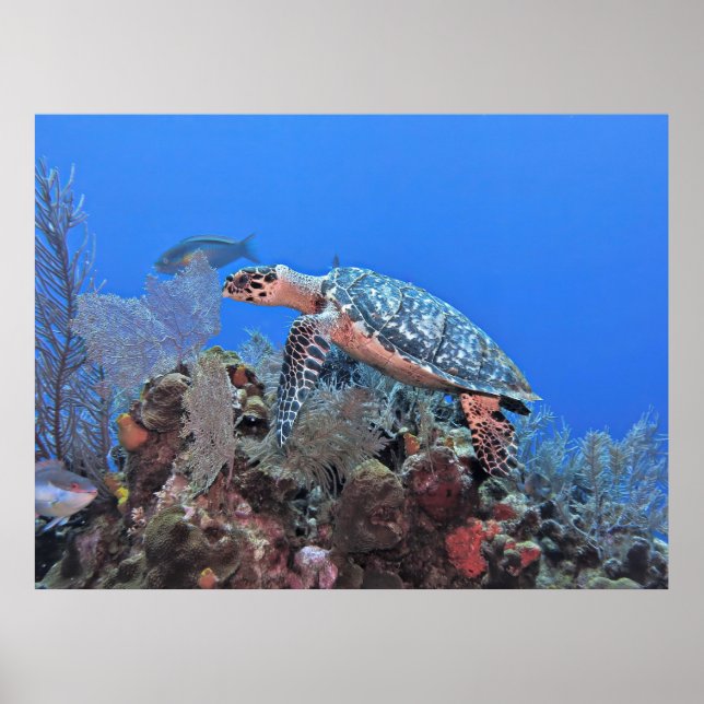 Póster Roatan Hawksbill (Frente)