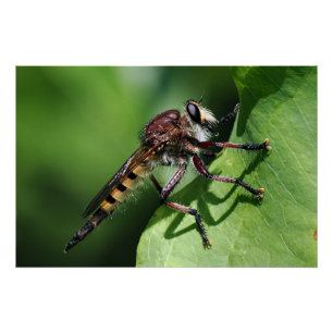 Póster Robber Fly