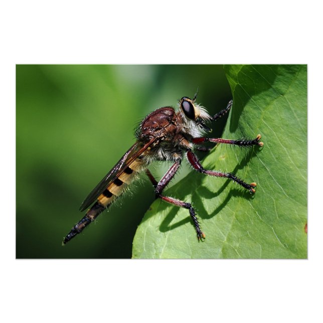 Póster Robber Fly (Anverso)