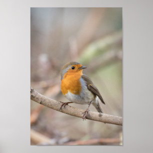 Póster Robin Bird
