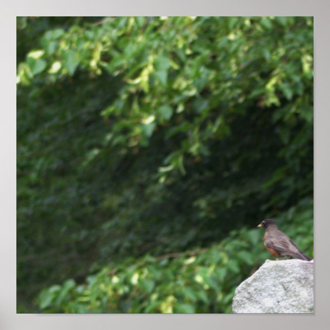 Póster Robin Bird Photo Poster (Frente)
