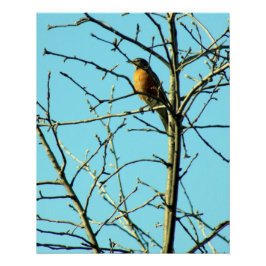Póster Robin de primavera