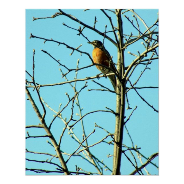 Póster Robin de primavera (Anverso)