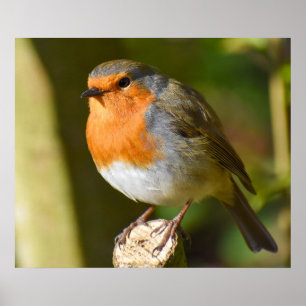 Póster Robin encantador