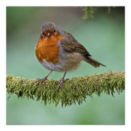 Póster Robin encaramado en una rama arbórea cubierta de m