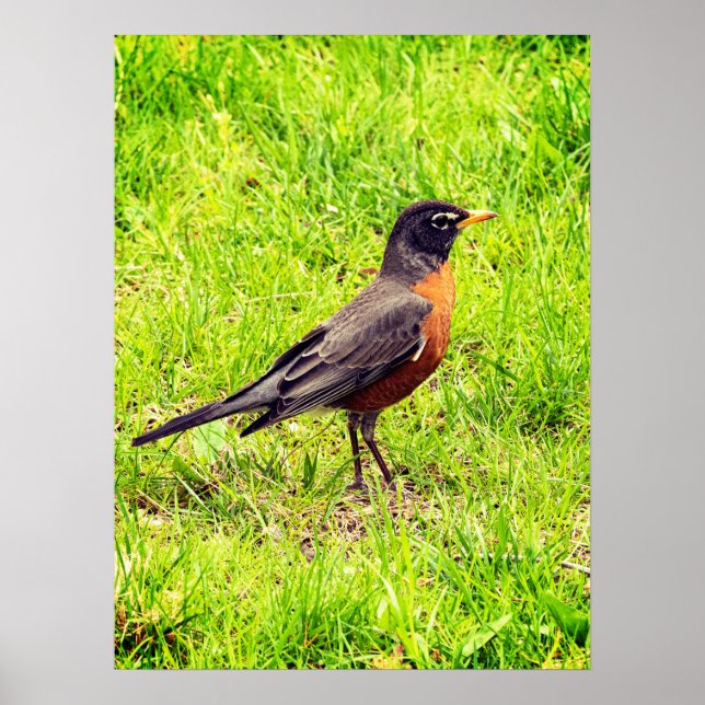 Póster Robin estadounidense (Frente)