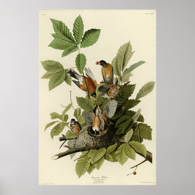 Póster Robin estadounidense de los pájaros de América de  (Frente)