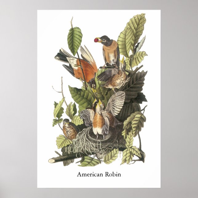 Póster Robin estadounidense, John Audubon Print (Frente)