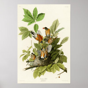 Póster Robin estadounidense John James Audubon Birds of A