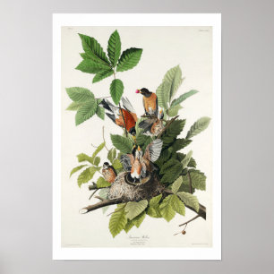 Póster Robin estadounidense por Audubon Poster