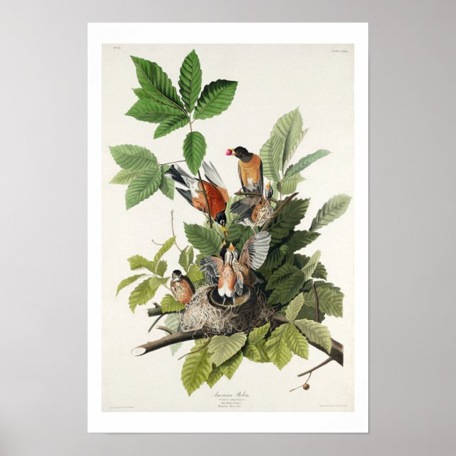 Póster Robin estadounidense por Audubon Poster (Frente)
