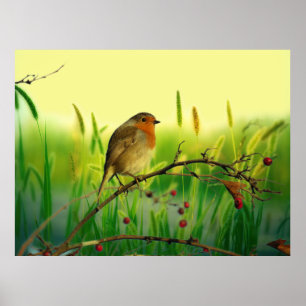 Póster Robin europeo