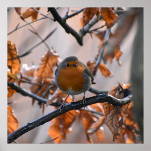 Póster Robin In The Hedges