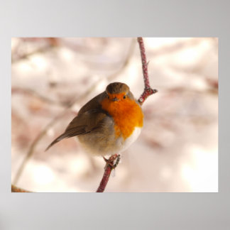 Póster Robin in the winterland