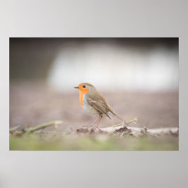Póster Robin Nature Photo Poster