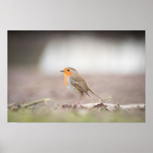 Póster Robin Nature Photo Poster