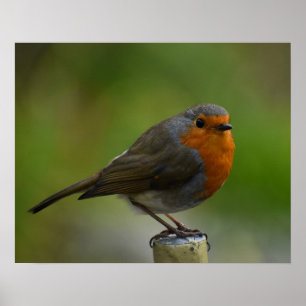Póster Robin Posing