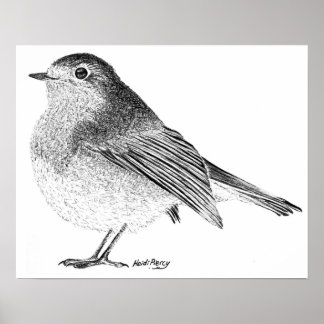 Póster Robin Sketch Poster